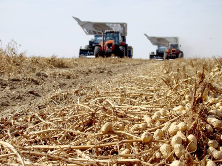 Exportaciones de maní argentino con récord histórico en 2024
