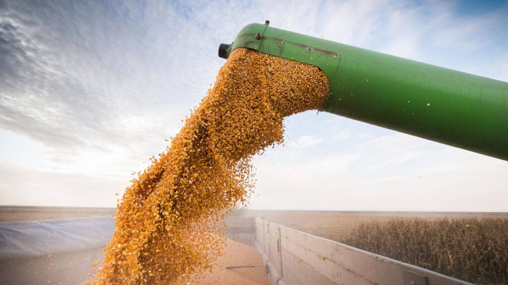 agroindustria argentina con crecimiento de trigo y girasol
