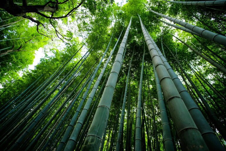 Bambú creciendo alto y firme como símbolo de sustentabilidad y resiliencia