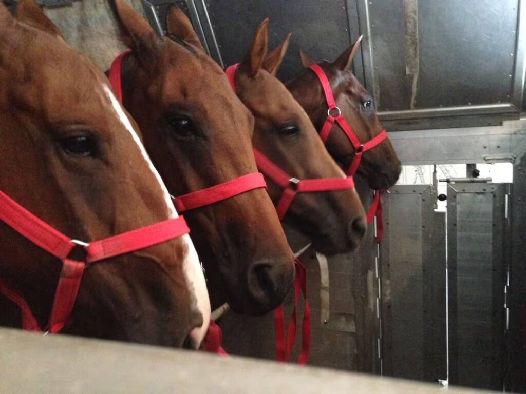 LATAM Cargo Argentina transportó caballos desde Ezeiza