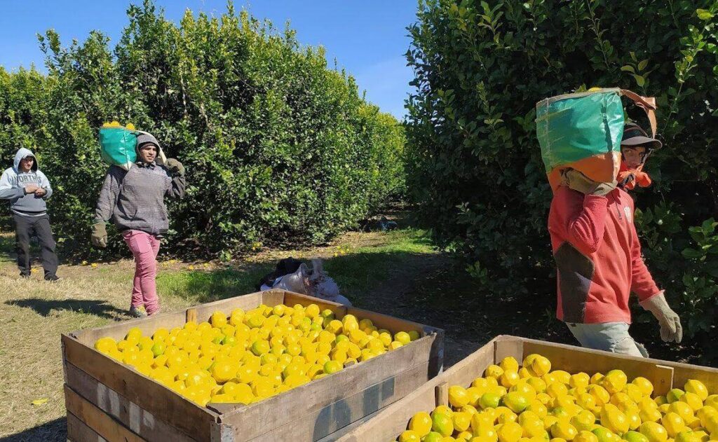 exportaciones de limón con récord en valor y volumen