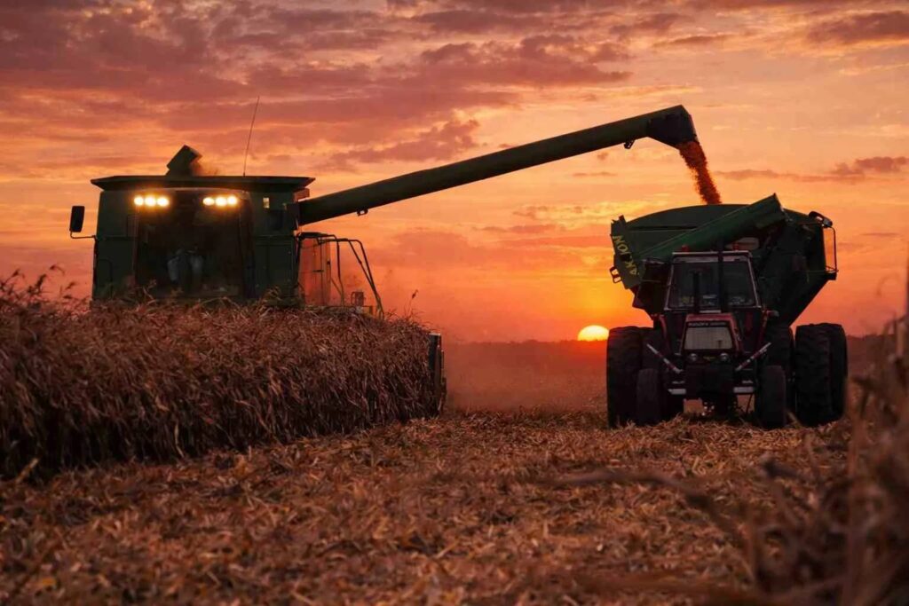 maíz argentino en cosecha con impacto en exportaciones a China