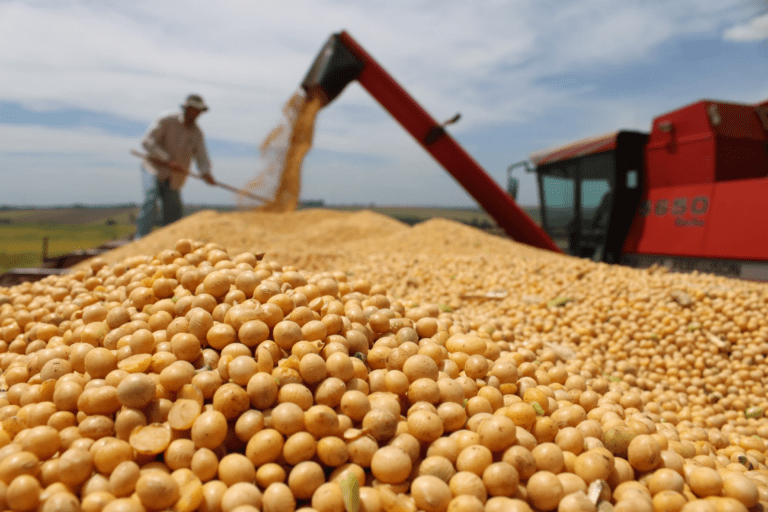 Exportar legumbres a China desde Argentina: producción y potencial del sector