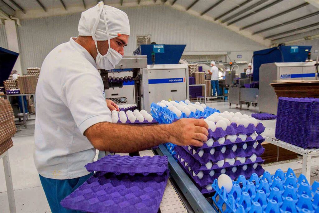 exportación de huevos en planta avícola argentina