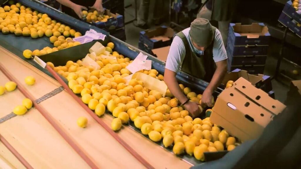 Exportaciones agroindustriales: empaque de limón para exportación