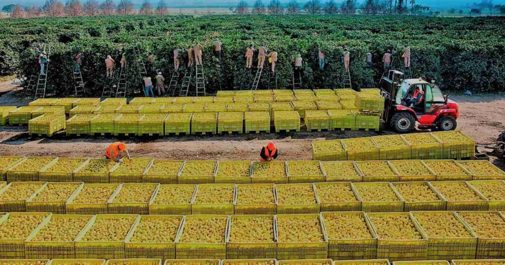 exportaciones de cítricos argentinos 2025