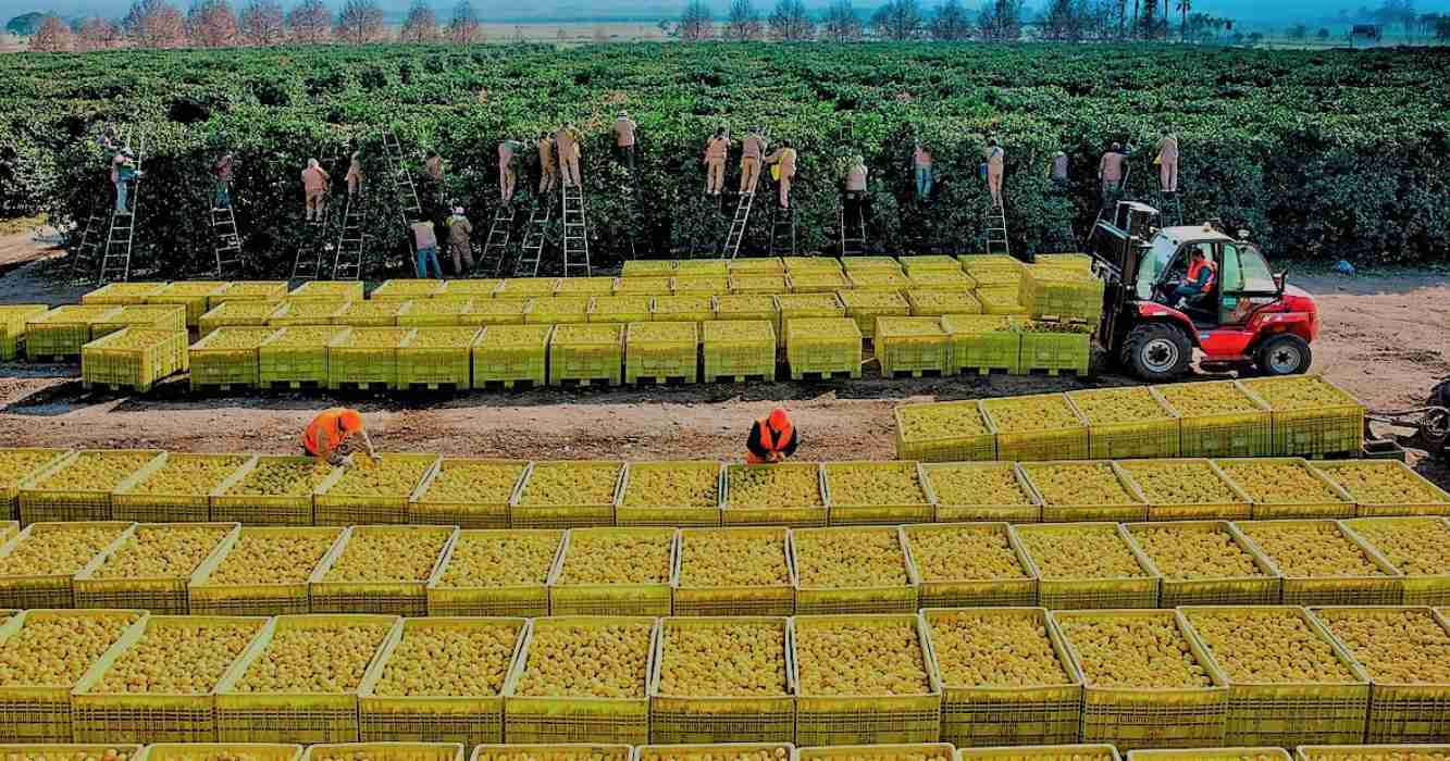 exportaciones de cítricos argentinos 2025