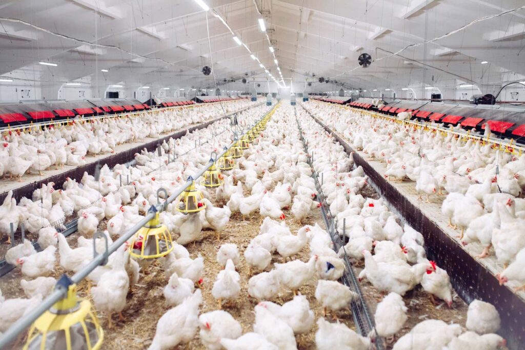 producción para exportación de huevos argentinos