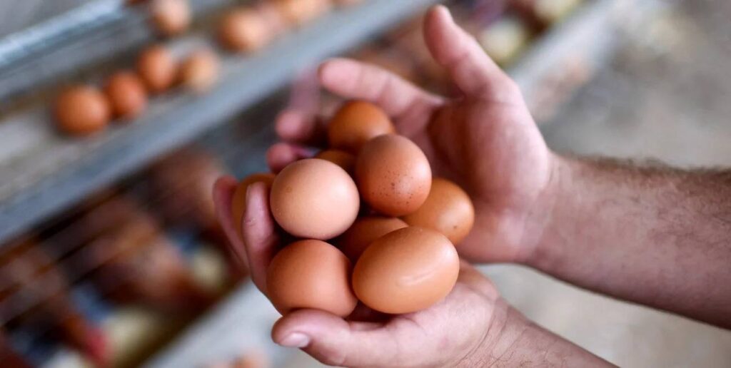 exportación de huevos argentinos hacia Europa
