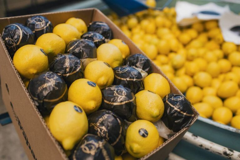 exportaciones de limón argentino alcanzan récord en 2026