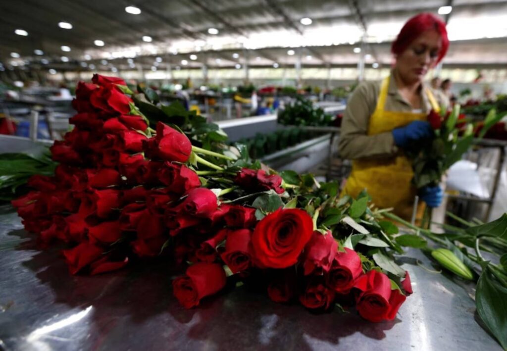 La logística de San Valentín en Europa: distribución desde hubs de flores