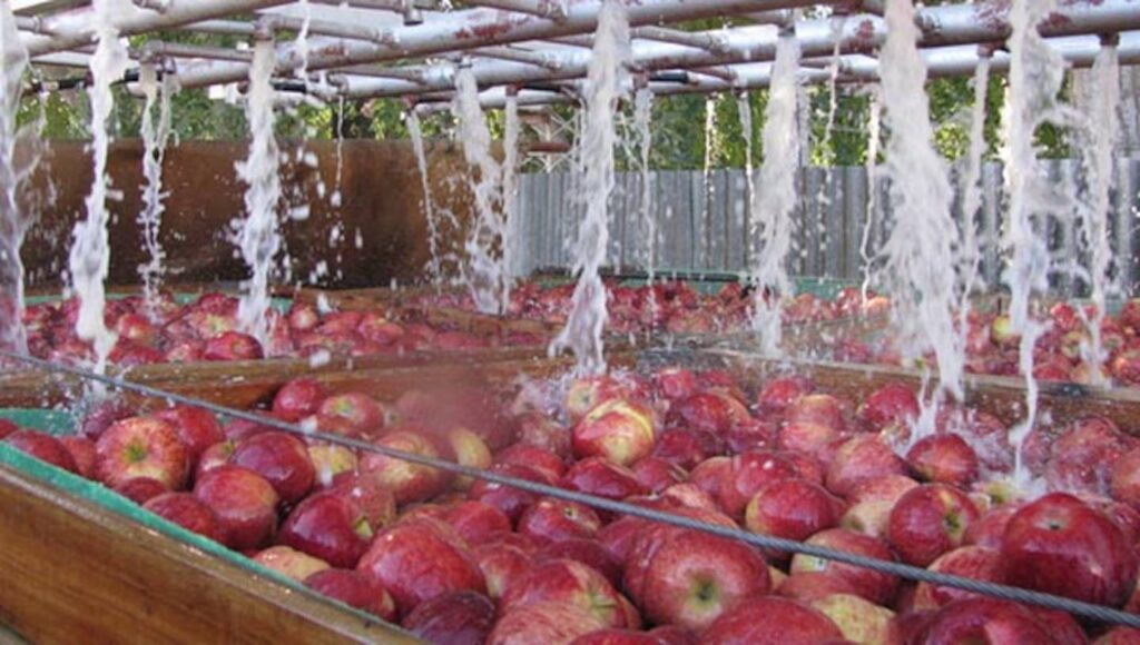 Evolución exportaciones peras y manzanas argentinas 2020-2025