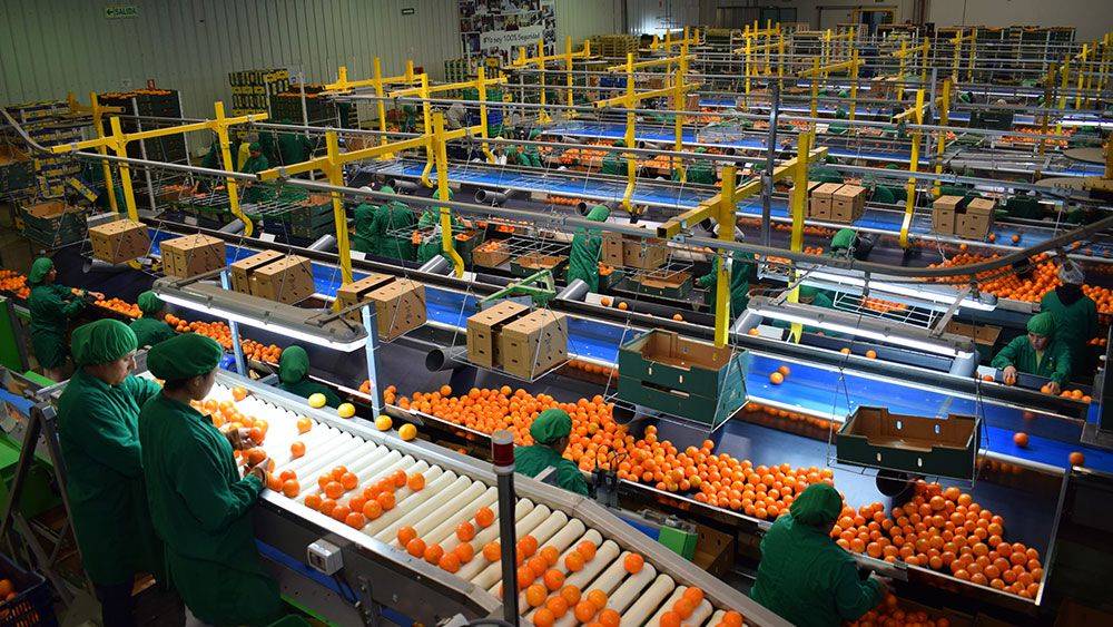 crecimiento exportaciones cítricos Argentina