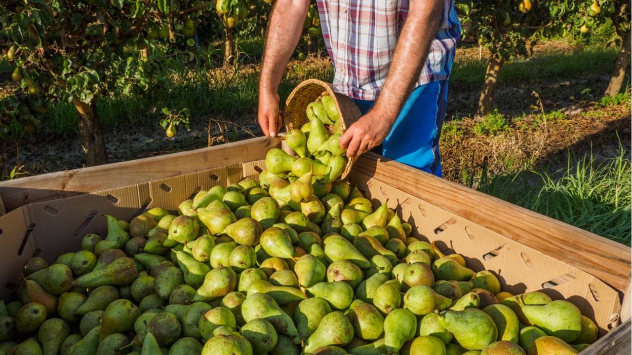 Exportaciones de peras argentinas récord en 2025