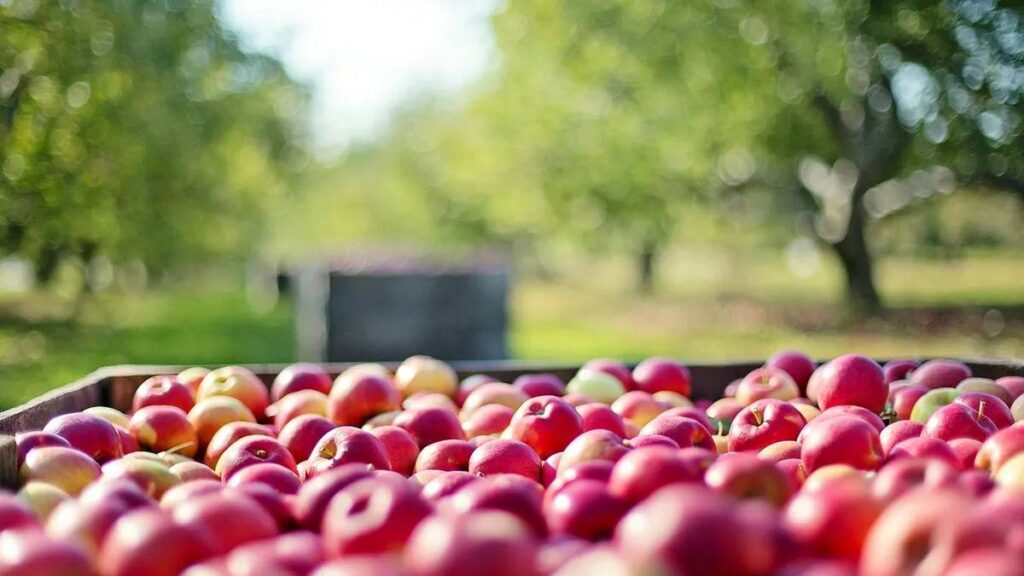 Producción frutícola conectada por la hidrovía patagónica en el Alto Valle