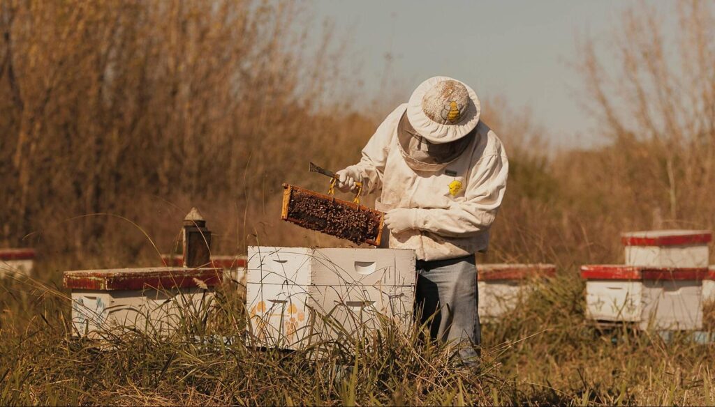 producción apícola argentina para exportación de miel