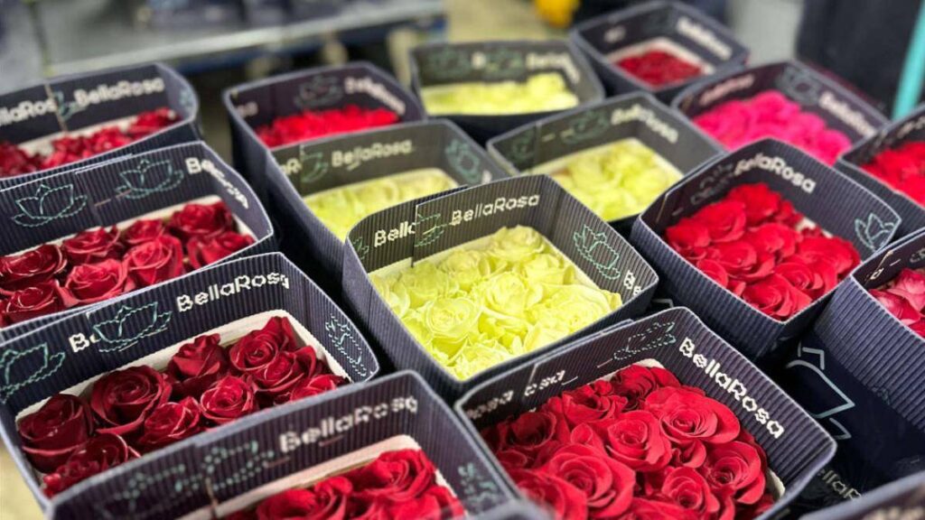 exportaciones de rosas Ecuador carga aérea