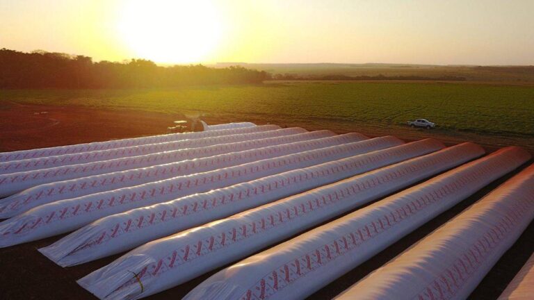 girasol argentino para exportación a China